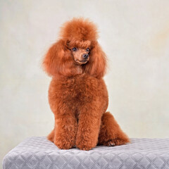 Sitting apricot toy poodle