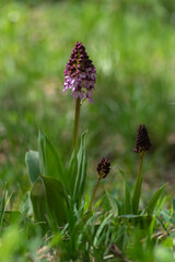 Lady orchid Orchis purpurea flowering protected plants, beutiful purple white flowers in bloom on tall stem also with buds