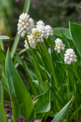 Muscari aucheri grape hyacinth white magic album in bloom, ornamental cultivated flowering springtime bulbous plant