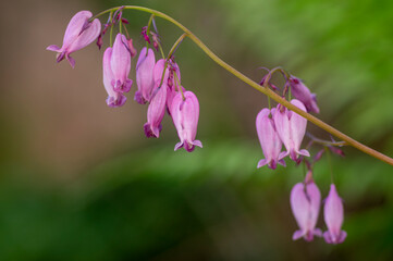 Dicentra eximia fringed bleeding heart beautiful springtime flowers in bloom, ornamental pink...