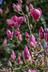 Magnolia soulangeana also called saucer magnolia flowering springtime tree with beautiful pink white flowers in bloom