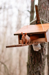 bird house in the forest