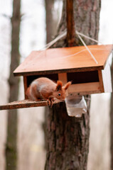 bird house on a tree