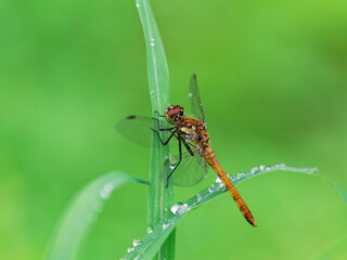 葉っぱで休むトンボと雨の雫