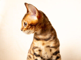 Bengal kitten sitting on a white background and looking to the side. Side view, studio shot, close up