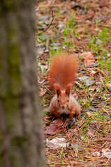 squirrel in the park