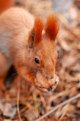 red squirrel on a tree