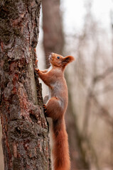 red squirrel on a tree