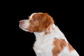 White and brown brittany spaniel dog