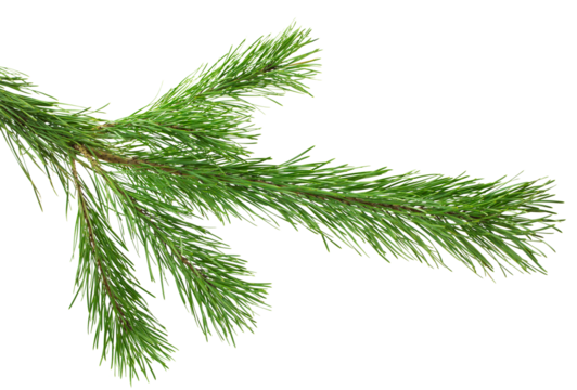 pine cone. branch on transparent, png. Spruce branch with green cones on white. Young pine cone on a green tree branch.