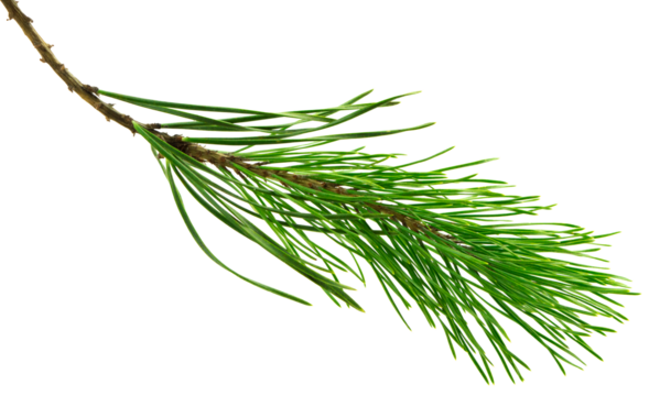 pine cone. branch on transparent, png. Spruce branch with green cones on white. Young pine cone on a green tree branch.