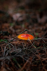 red fly agaric