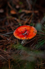 red fly agaric