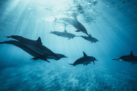 dolphins swimming in the ocean on a sunny day the image is a photo from above