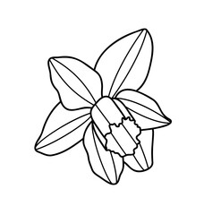 daffodil flower isolated on white background