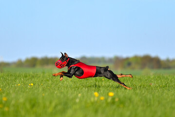 Black German Pinscher dog running lure coursing