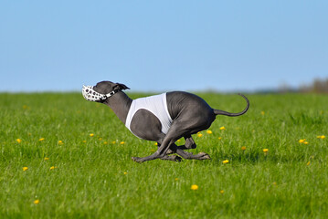Mexican Hairless Dog racing in lure coursing