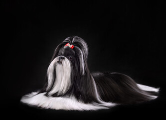 Show class black and white Shih Tzu dog