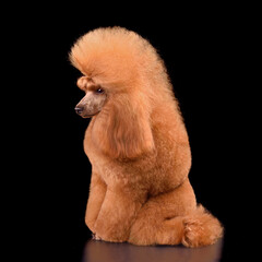 Beautiful apricot poodle