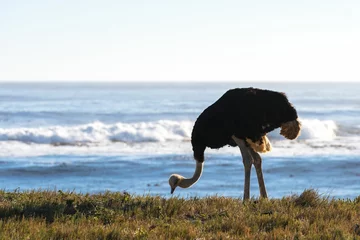 Zelfklevend Fotobehang Male ostrich by the sea, Cape of Good Hope, South Africa © Wirestock