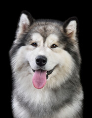 Portrait of Alaskan Malamute