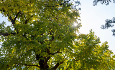 노랗게 물 든 600년이 넘은 은행나무