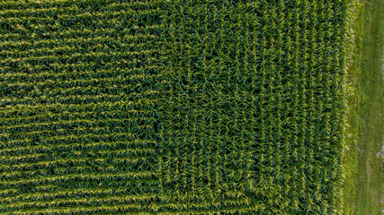 An Aerial Downward View of Green Corn Field in Perpendicular Rows to Each Other, on a Sunny Day - obrazy, fototapety, plakaty