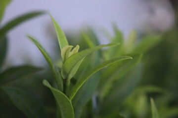 close up of a plant