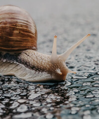 Burgundy snails o helix pomatia closeup, with homogeneous blurred background in rainy weather. Edible snail, a large snail common in Lower Saxony, Germany.