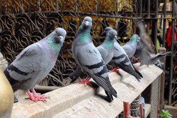 Fototapeta premium pigeons on the fence 