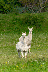 Naklejka na ściany i meble A couple of cute lamas on a lawn with green grass in a German village.