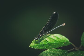 Closeup of a black dragonfly perched on a green leaf - Powered by Adobe