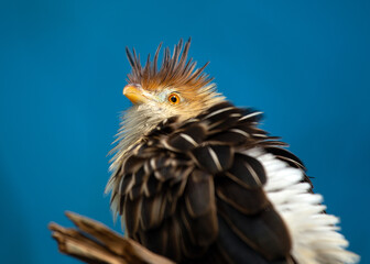 Guira Cuckoo (Guira guira) Perched in Natural Splendor