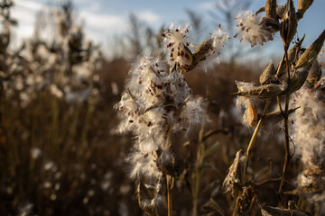 Lots of mature milkweed common or Asclepias syriaca on the field