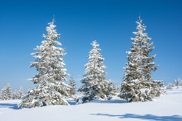 amazing winter landscape with snowy fir trees in the mountains