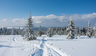 Obraz premium amazing winter landscape with snowy fir trees in the mountains