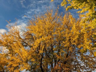 Fototapeta premium Autumnal landscape featuring a cluster of vibrant yellow trees against the backdrop of a blue sky
