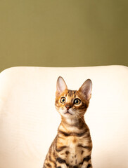Close-up of a Bengal kitten sitting on a white background and looking up, studio shot