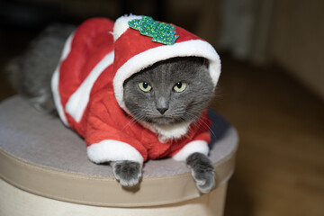 cat in santa claus costume is sitting on a gift box. Pet in red sweater hoodie. Merry Christmas and Happy New year
