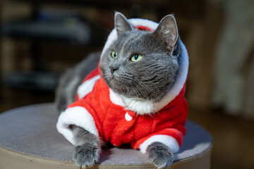 cunning cat in santa claus costume is sitting on a gift box. Pet with cute face and ears, cat in...