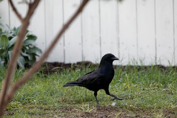 a black bird stands in a grass field in front of a fence