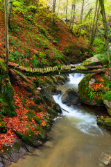 Autumn colors. Colorful image of tree leaves in autumn