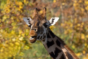 giraffe eating grass