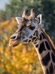 portrait of a giraffe