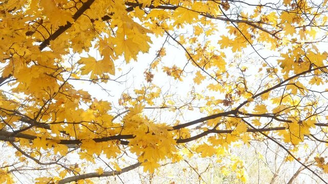 Smooth shot of autumn maple branches with yellow leaves. Close-up shot in bright weather against the sky.