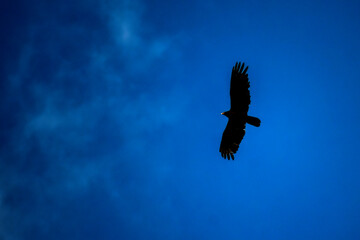 vulture in flight