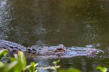 alligator in the swamp