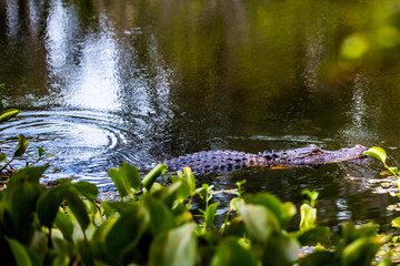 alligator in the swamp
