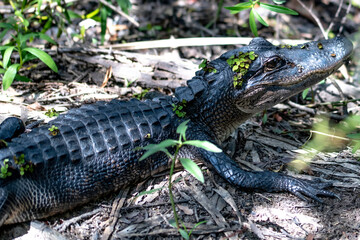 alligator in the grass