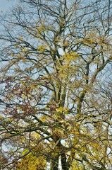 Fototapeta premium Tranquil scenery of tree branches in sunlight, green leaves of an old tree in daylight